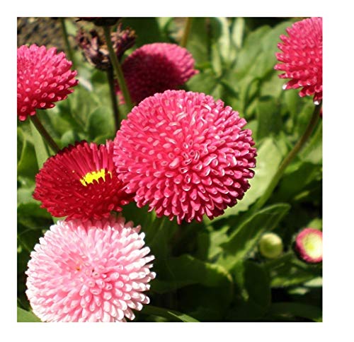 PREMIER SEEDS DIRECT - Bellis PERENNIS POMPONETTE - 2000... - Sports & Fitness Amazon Royaume-Uni à 1.49€