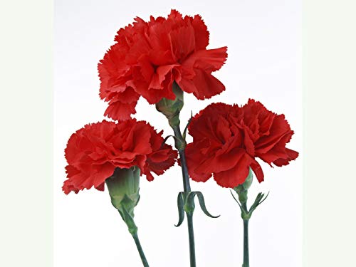 PREMIER SEEDS DIRECT - Carnation - Scarlet RED - 350 Finest... - Auto & Moto Amazon Royaume-Uni à 1.59€