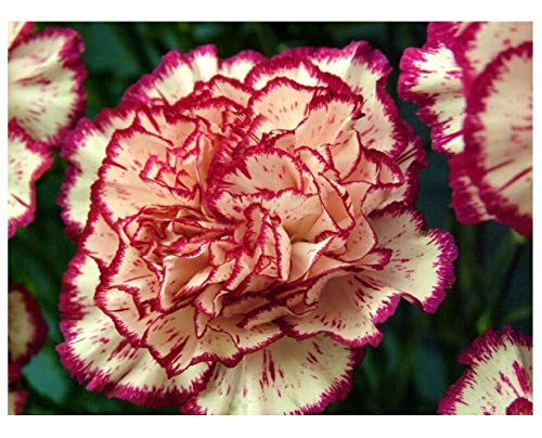PREMIER SEEDS DIRECT - Carnation - Double Striped - 350... - Auto & Moto Amazon Royaume-Uni à 1.69€