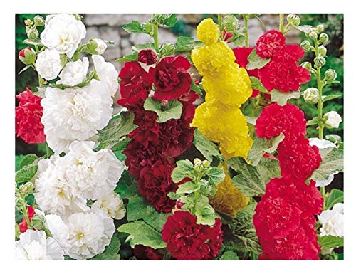 PREMIER SEEDS DIRECT - Hollyhock - Summer Carnival Mixed... - Jardin & Extérieur Amazon Royaume-Uni à 1.89€