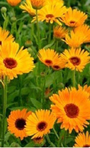 Just Seed - Flower - Calendula officinalis Nova - Pot... - Jardin & Extérieur en promo à 1.49€