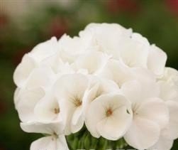 Just Seed - Flower - Geranium - Sprint White F2-10 Seed - Jardin & Extérieur en promo à 1.99€