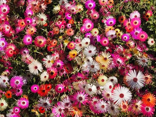 Just Seed - Flower - Mesembryanthemum Harlequin 1500 Seed - Jardin & Extérieur Amazon Royaume-Uni à 1.75€