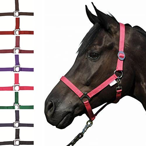 HKM 558579 Halfter Stars Economy - Amazon Allemagne à 4.95€