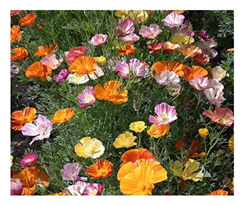 PREMIER SEEDS DIRECT - Flower Seeds - California Poppy... - High-Tech & Électronique Amazon Royaume-Uni à 1.59€