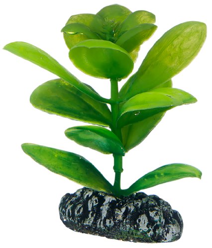 Hobby 51562 Saururus, 7 cm - Amazon Allemagne à 3.59€