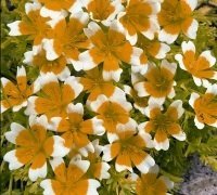 Just Seed - Flower - Limnanthes douglasii - Poached Egg... - Jardin & Extérieur Amazon Royaume-Uni à 1.59€