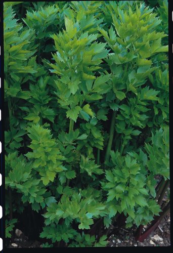 Just Seed Herb - Lovage - Levisticum officinale - 100 Seeds - Bricolage & Outils Amazon Royaume-Uni à 1.49€