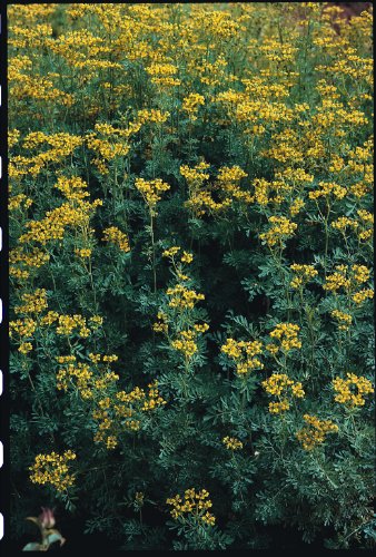 Just Seed Herb - Rue - Ruta graveolens - 200 Seeds - High-Tech & Électronique Amazon Royaume-Uni à 1.55€