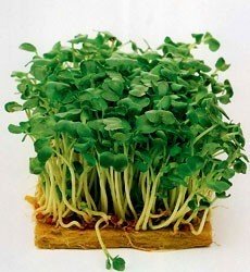 Pack Kings Vegetable Seeds 'Mustard White' Quality Garden... - Jardin & Extérieur en promo à 1.95€