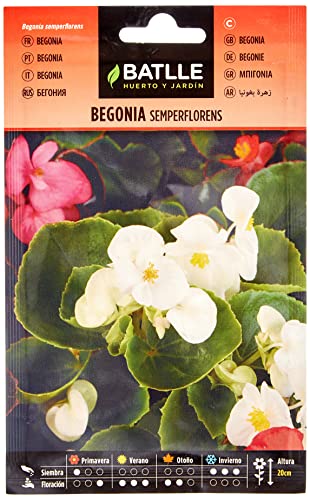 Semillas Batlle Begonia SEMPERFLORENS - Sports & Fitness en promo à 1.00€