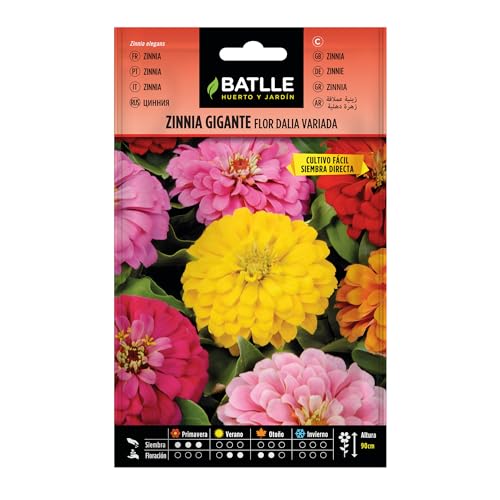 Batlle Zinnie Dalhien Blooming - Sports & Fitness Amazon Allemagne à 3.12€