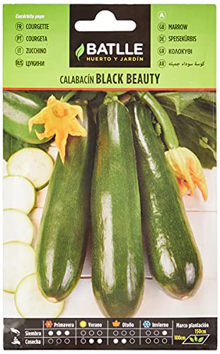 Semillas Batlle Calabacin BLACK BEAUTY - Sports & Fitness Amazon Espagne à 1.79€