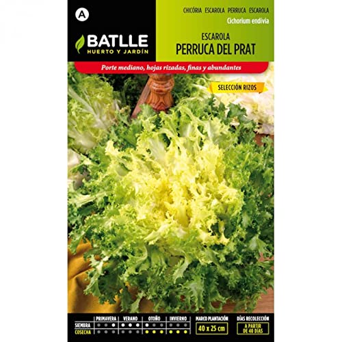 Batlle vegetables seeds - Endive Summer Selection (1800... - Sports & Fitness Amazon Royaume-Uni à 1.42€