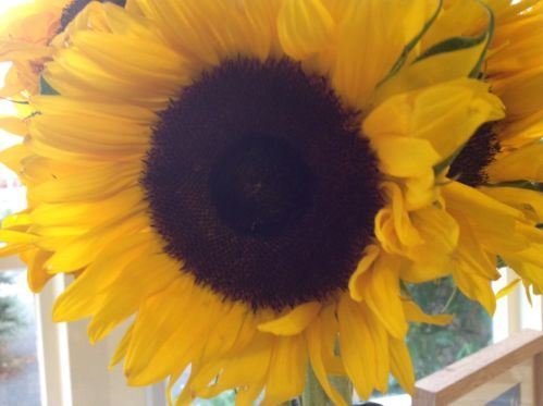 Just Seed - Sunflower School Pack Giant Single Yellow - 300... - Jardin & Extérieur Amazon Royaume-Uni à 1.45€