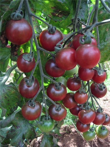 Just Seed - Vegetable - Tomato - Rosella F1-10 Seeds - Maison & Cuisine Amazon Royaume-Uni à 1.75€