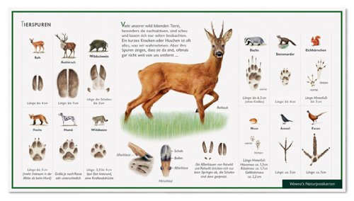 Tierspuren - Reh - Rothirsch - Wildschwein - Dachs... - Livres & eBooks Amazon Allemagne à 1.95€