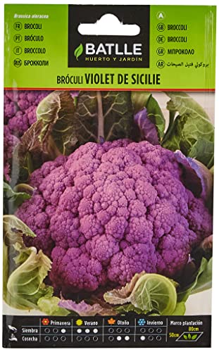 Semillas Batlle Broculi VIOLET DE SICILE - Sports & Fitness Amazon Espagne à 1.79€