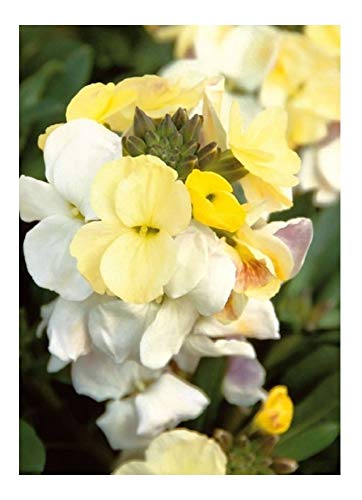 PREMIER SEEDS DIRECT WallFlower English (Erysimum Cheri)... - Loisirs Créatifs Amazon Royaume-Uni à 1.74€