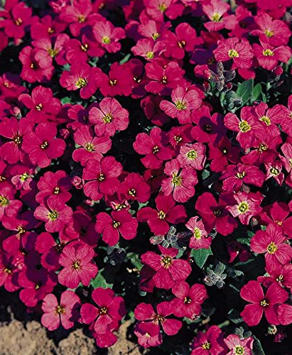 PREMIER SEEDS DIRECT - AUBRIETIA GRACILLIS - Rock CRESS... - High-Tech & Électronique Amazon Royaume-Uni à 1.69€