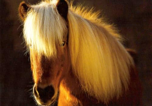 Tushita Postkarte Pferd * Isländer - Loisirs Créatifs Amazon Allemagne à 1.40€