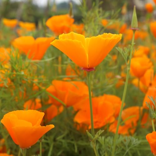 PREMIER SEEDS DIRECT - California Poppy - Golden WEST... - Jardin & Extérieur Amazon Royaume-Uni à 1.59€