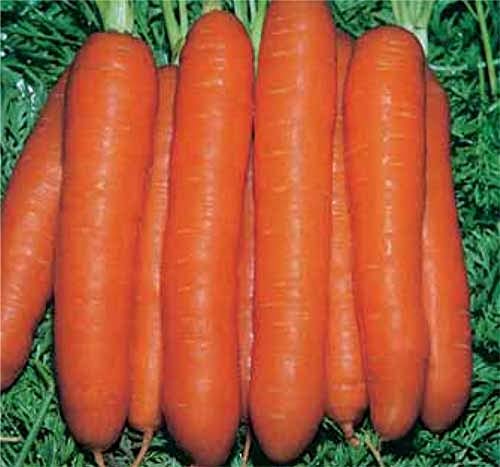 PREMIER SEEDS DIRECT - Touchon Heirloom Carrot Seeds... - Auto & Moto Amazon Royaume-Uni à 1.39€