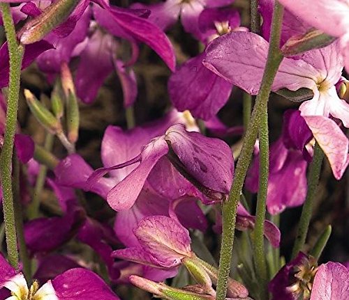 Just Seed - Flower - Matthiola bicornis - Night Scented... - Jardin & Extérieur Amazon Royaume-Uni à 1.65€