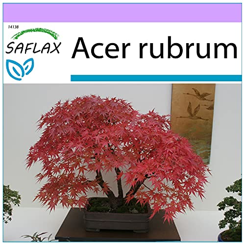 SAFLAX - Acero rosso - 20 semi - Acer rubrum - Jardin & Extérieur Amazon Italie à 4.55€
