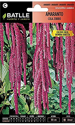 Semillas Batlle Amaranto COLA ZORRO - Sports & Fitness Amazon Espagne à 0.90€
