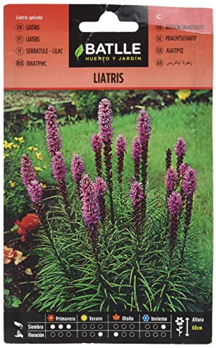 Semillas Batlle Liatris, semillas para plantar - Sports & Fitness Amazon Spain à 1.88€