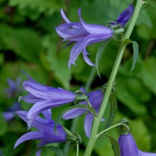 Plant World Seeds - Campanula Rapunculus Seeds... - Jardin & Extérieur Amazon Royaume-Uni à 1.50€