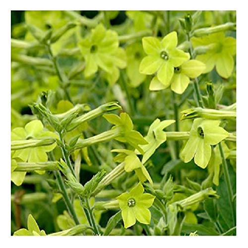 Nicotiana 'Lime Green' / Jasmine Tobacco/PlantGenesis Seeds - Jardin & Extérieur Amazon Royaume-Uni à 1.59€