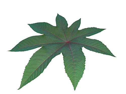 Wonder Tree -Ricinus communis- 10 graines - Jardin & Extérieur Amazon France à 2.49€