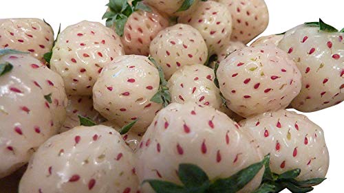 50 graines -ananas blanc Fraises- ***Pineberries*** - Jardin & Extérieur Amazon France à 2.49€