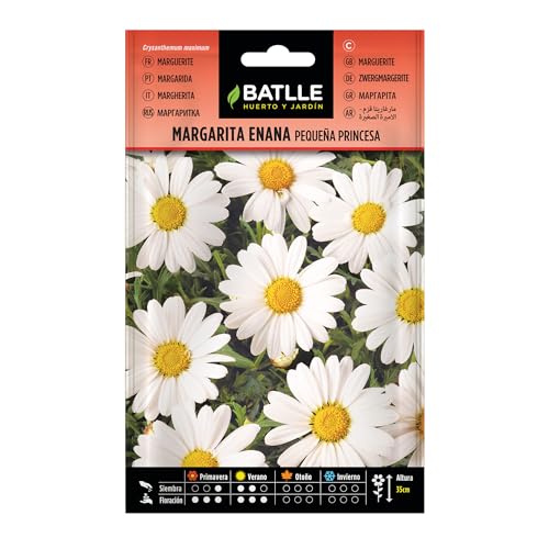 Semillas Batlle Margarita enana pequeña princesa - Sports & Fitness Amazon Espagne à 0.98€