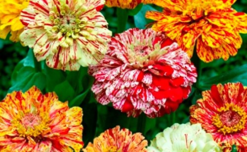 PREMIER SEEDS DIRECT - Zinnia Seeds - ELEGANS - Peppermint... - High-Tech & Électronique Amazon Royaume-Uni à 1.74€