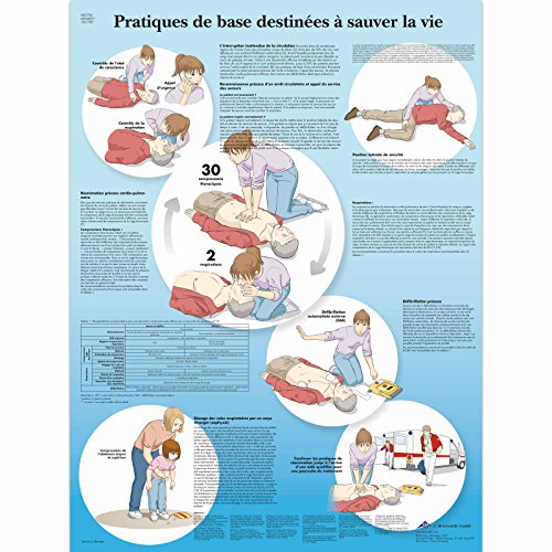 3B Scientific - Tabla anatómica, 1 - DIY & Tools Amazon Spain à 10.51€