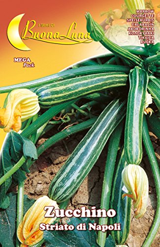 SEMI ORTO ZUCCHINO STRIATO NAPOLI - Épicerie Amazon Italie à 0.76€