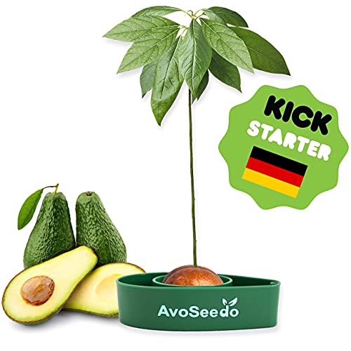 Avoseedo - Grow Your Own Avocado Tree - Jardin & Extérieur Amazon Royaume-Uni à 5.97€