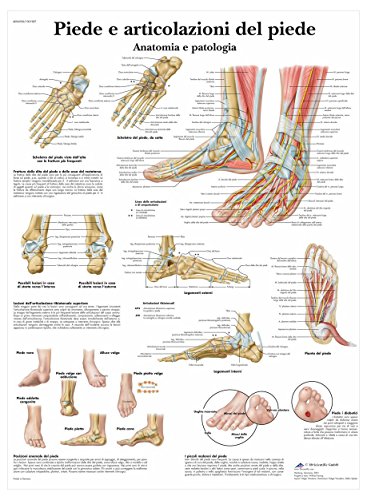 3B Scientific – Laminado Pie & Tobillo Cartel – Anatomía &... - Auto & Moto Amazon Espagne à 9.60€