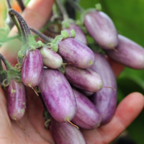 MELANZANA A GRAPPOLI NR.100 SEMI - Jardin & Extérieur Amazon Italie à 1.80€