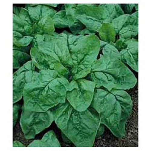 SPINACIO GIG.D'ESTATE NR.300 SEMI - Jardin & Extérieur Amazon Italie à 2.00€