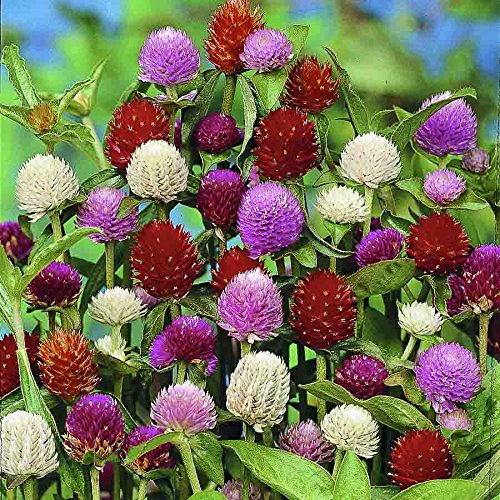 AMARANTINA O GOMPHRENA GLOBOSA ALTA MISCUGLIO NR.100 SEMI - Jardin & Extérieur Amazon Italie à 2.20€