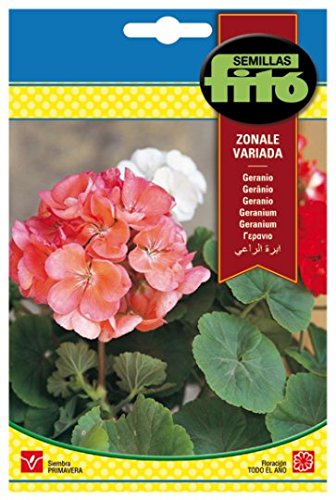 Semillas Fitó Geranio Zonale Variado - Jardin & Extérieur Amazon Espagne à 1.45€