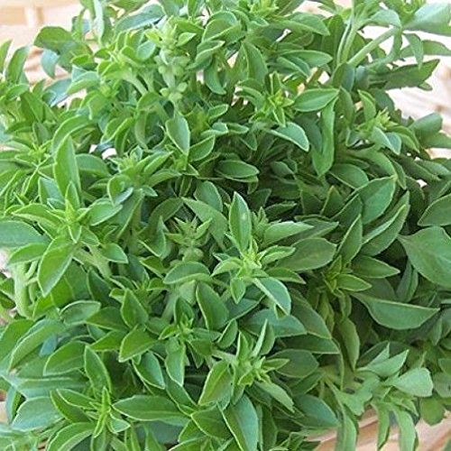 BASILICO FINE VERDE NR.300 SEMI - Jardin & Extérieur Amazon Italie à 2.00€