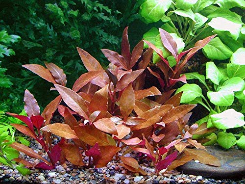 Telanthera Cardinalis - Alternanthera reineckii Splendida... - Jardin & Extérieur Amazon Espagne à 6.86€