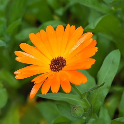 PREMIER SEEDS DIRECT - Calendula - NOVA - 4 GRAM ~ Approx... - Jardin & Extérieur Amazon Royaume-Uni à 1.59€