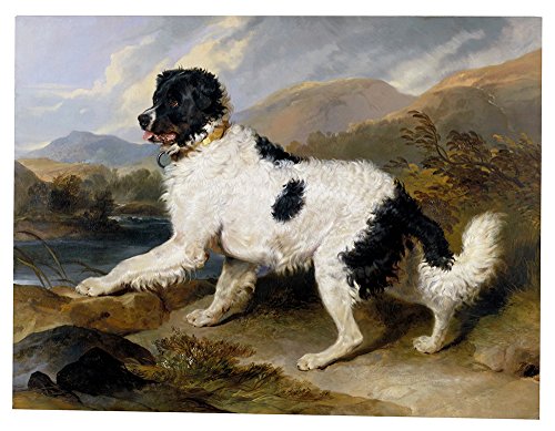 Spiffing Prints Edwin Landseer - A Newfoundland Dog - Small... - High-Tech & Électronique Amazon France à 11.99€