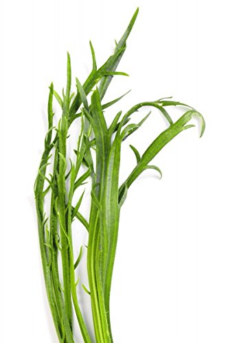 Corne de Cerf ->50 Graines - Jardin & Extérieur Amazon France à 4.29€